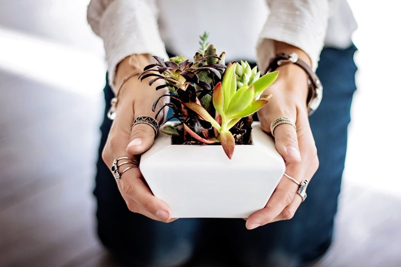 Indoor plants for home decor