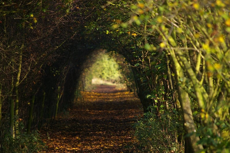 Mindful Walking